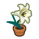 White-Lily Plant