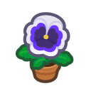 Animal Crossing White-pansy Plant Image