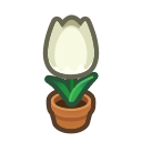 White-Tulip Plant