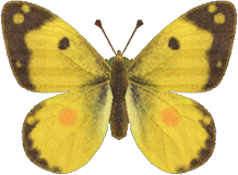 Animal Crossing Yellow Butterfly Image