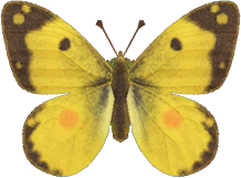 Yellow Butterfly