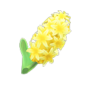 Yellow Hyacinths