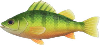 Yellow Perch