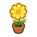 Yellow-Cosmos Plant