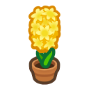 Yellow-Hyacinth Plant