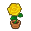 Yellow-Rose Plant