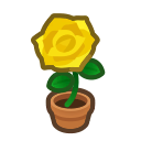  Yellow-Rose Plant