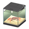 Dungeness crab
