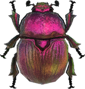 Earth-boring Dung Beetle