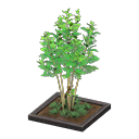 Animal Crossing Evergreen ash|Black Image