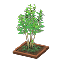Evergreen ash Brown