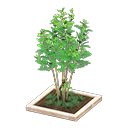 Evergreen ash White
