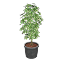 Schefflera Gray