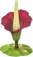 Animal Crossing Titan arum Image