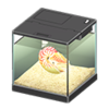 chambered nautilus