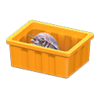 giant isopod