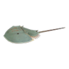horseshoe crab
