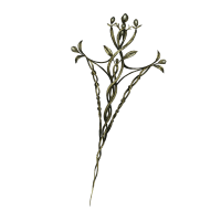 Lacerating Crossed-Tree