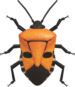 Man-faced Stink Bug