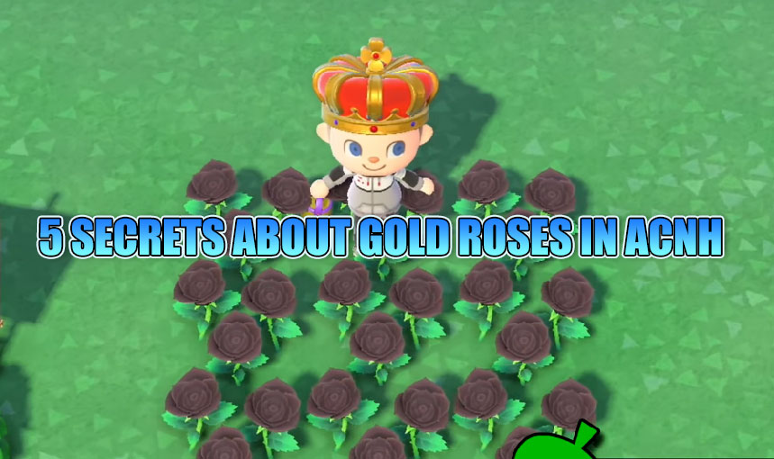 5 SECRETS ABOUT GOLD ROSES IN ACNH